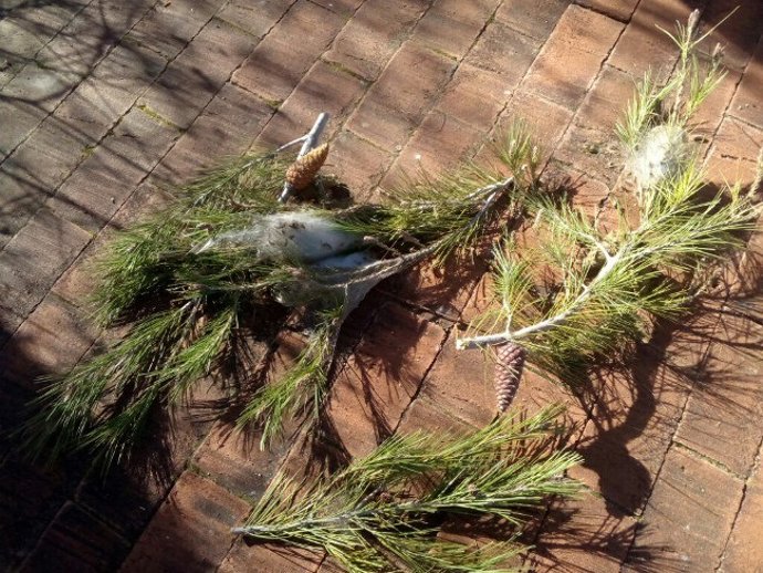 El Ayuntamiento de Huesca solicita colaboración ciudadana para detectar nidos de procesionaria.