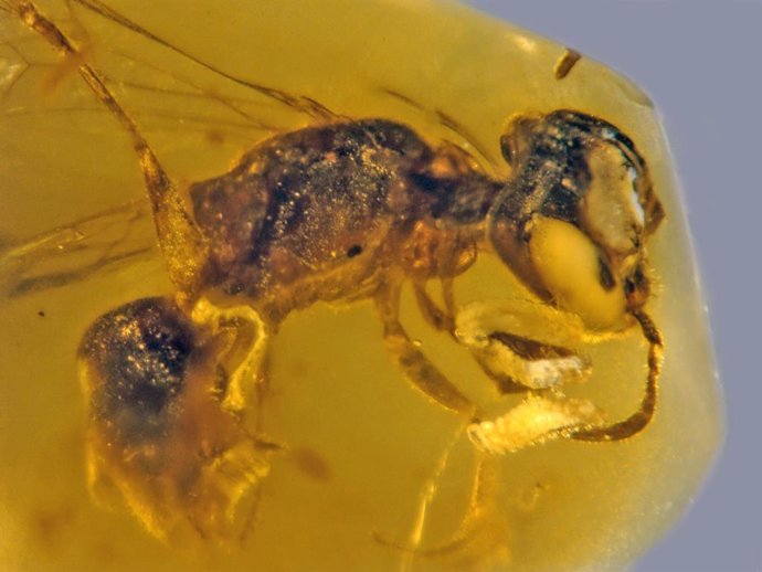 Una abeja con polen de 100 millones de años, preservada en ámbar