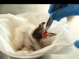 Polluelo de quebrantahuesos