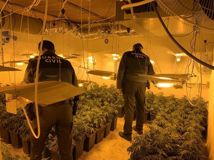 Operación contra el cultivo de marihuana en el área metropolitana de Granada