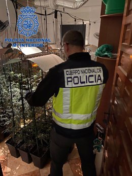 PLantas de marihuana incautadas en Mérida