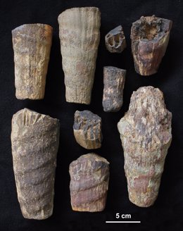 Cefalópodo fósil hallado en el Parque Nacional de Cabañeros.