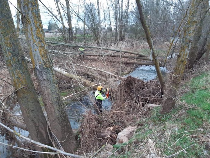 Trabajos de limpieza del río Ciruelos a su paso por Salas (Burgos).