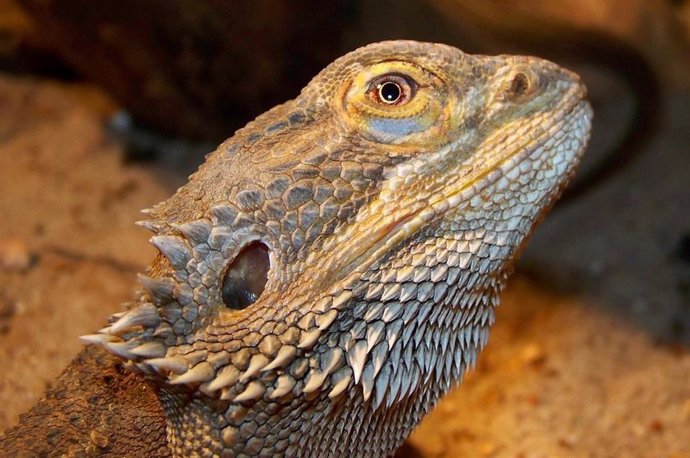 Una misteriosa región cerebral de los mamíferos también existe en reptiles