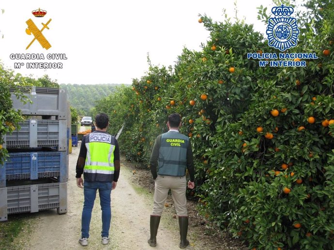 Agentes de la Policía y de la Guardia Civil en la huerta de naranjos inspeccionada en Palma del Río (Córdoba).