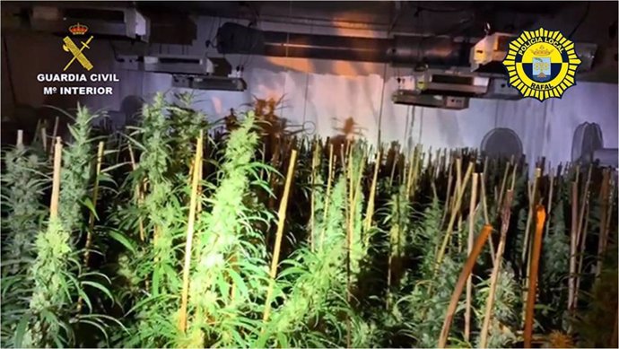 Plantas de marihuana incautadas en Rafal.