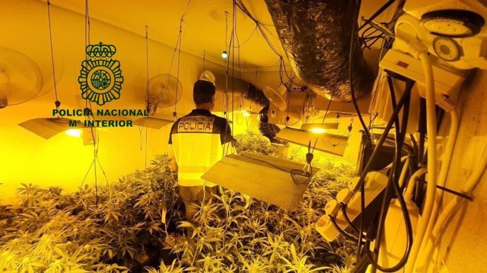 Imagen del laboratorio de marihuana.