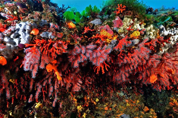 Coral rojo en el Mediterráneo