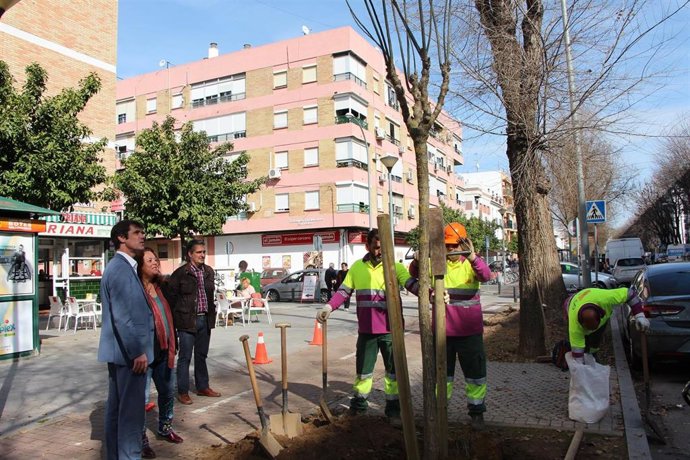 [Sevilla] Plantaciones Arbolado. Nota De Prensa Y Fotografía.