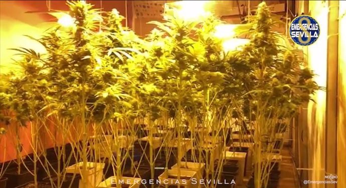Plantas de marihuana intervenidas en una vivienda en Cerro Amate.