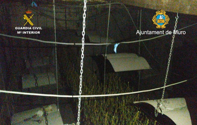 Guardia Civil y Policía Local de Muro han detenido a dos personas en el desmantelamiento de una plantación de marihuana en la localidad.