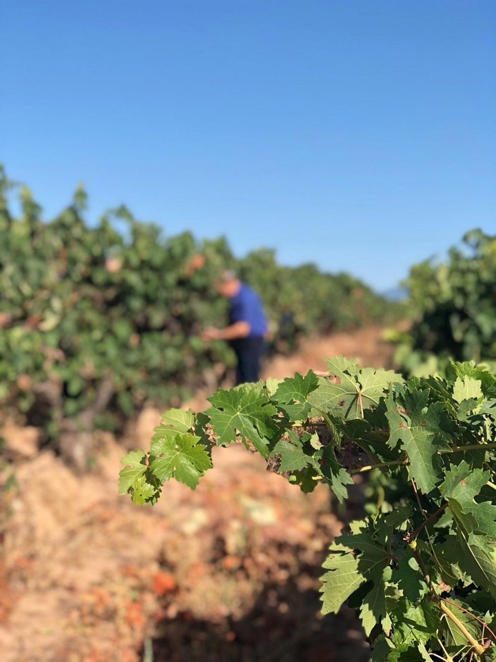 Toma de muestras en viñas de la DOC Rioja