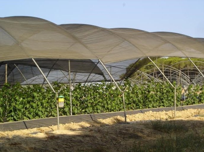 Finca del Condado de Huelva.