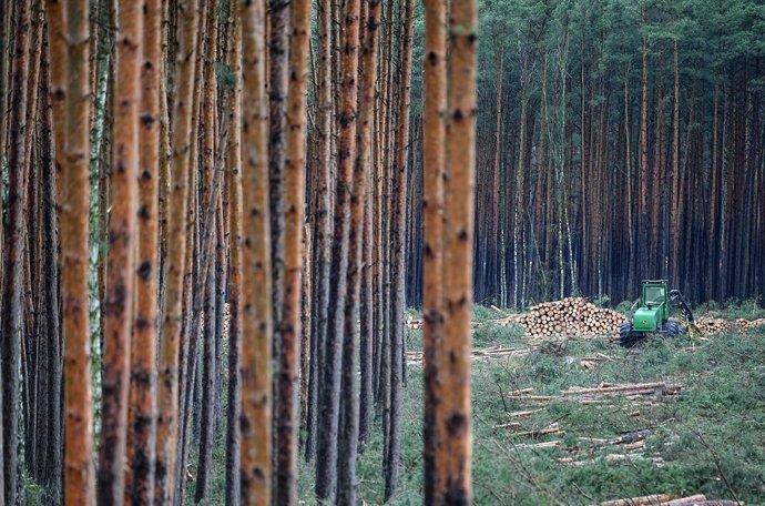 Imagen de la tala de árboles en Berlín para la construción de la fábrica de Tesla. 