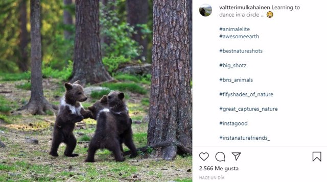 Un fotógrafo captura tres crías de oso bailando en círculo en Finlandia