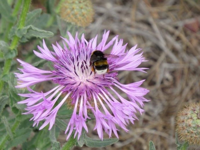 Imagen de un abejorro, especia polinizadora.