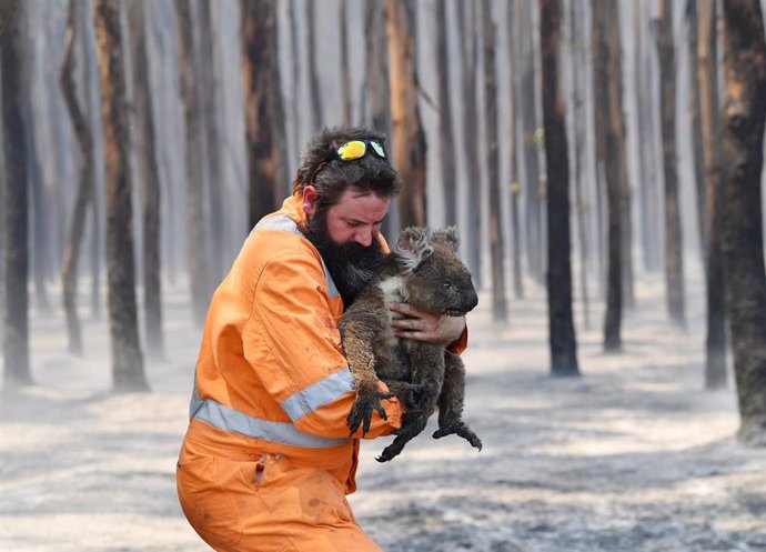 Los incendios forestales dejan más cerca de la extinción a la población de koala