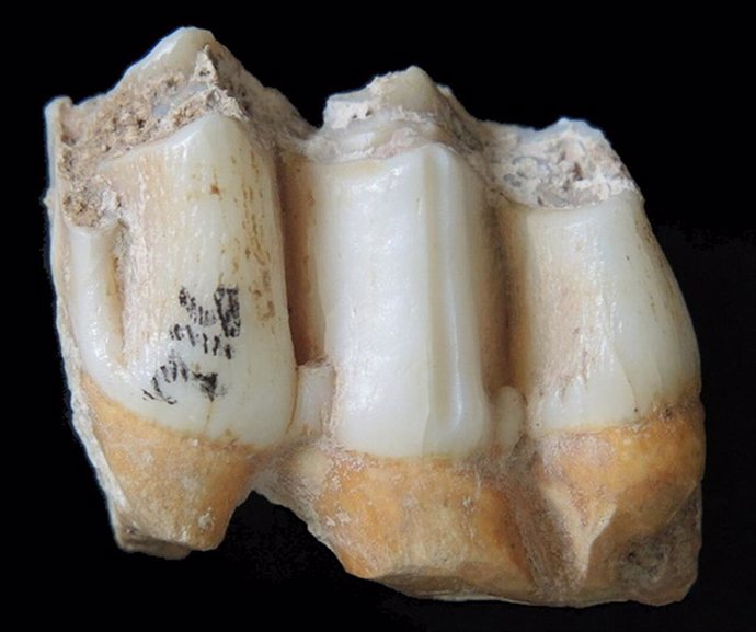 El esmalte dental permite reconstruir la dieta mamíferos prehistóricos