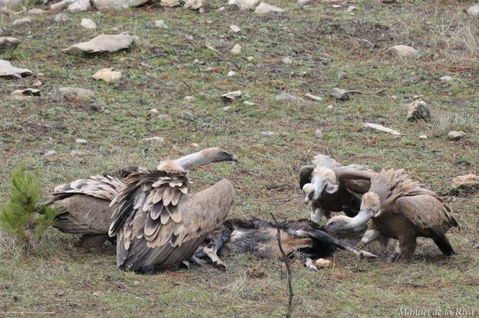 El buitre leonado se recupera en la Sierra de Cazorla.