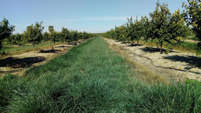 Cultivo de cítricos con la cubierta verde que se va a incorporar en los ensayos del proyecto