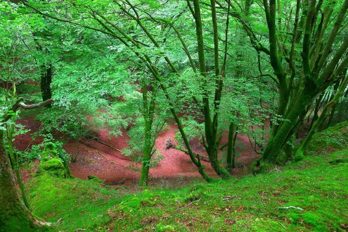 Vista desde arriba del interior de la mina estudiada