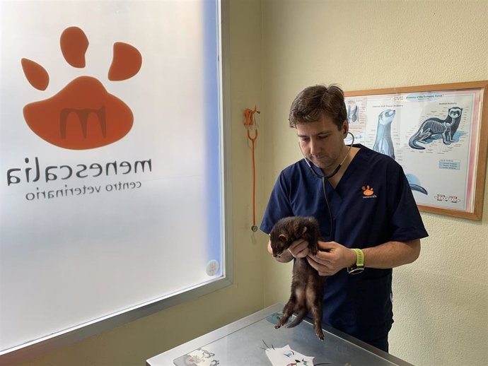 Jacobo Giner, el veterinario valenciano que ha confirmado el primer caso Leishmania infantum en un hurón doméstico infectado