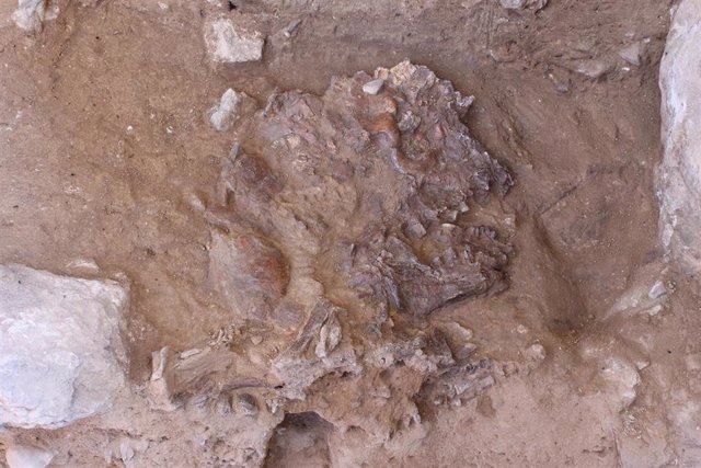 El cráneo de Neanderthal, aplastado por miles de años de sedimentos y caída de rocas, in situ en la cueva de Shanidar, Kurdistán iraquí
