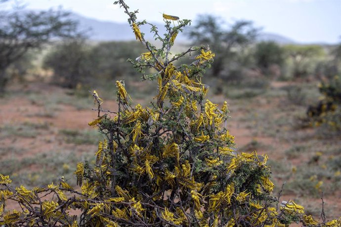 Langostas del desierto en el noreste de Kenia