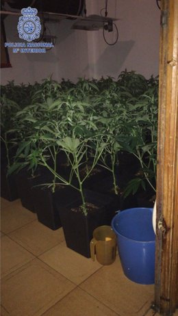 Plantación de marihuana hallada en el barrio de Son Gotleu.