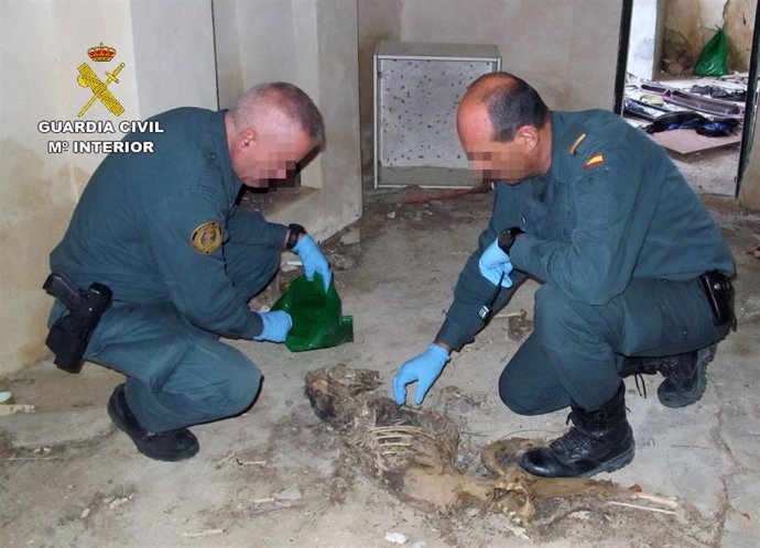 Guardia Civil investiga a un vecino de Fortuna por la muerte violenta de cuatro galgos