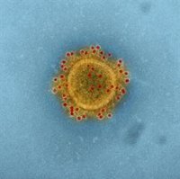 El nuevo coronavirus se puede transmitir por aerosol en el aire, según las autoridades de salud