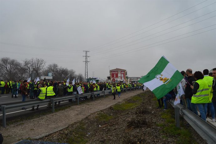 Jaén.- El sector olivarero anuncia para marzo una marcha a Madrid para protestar