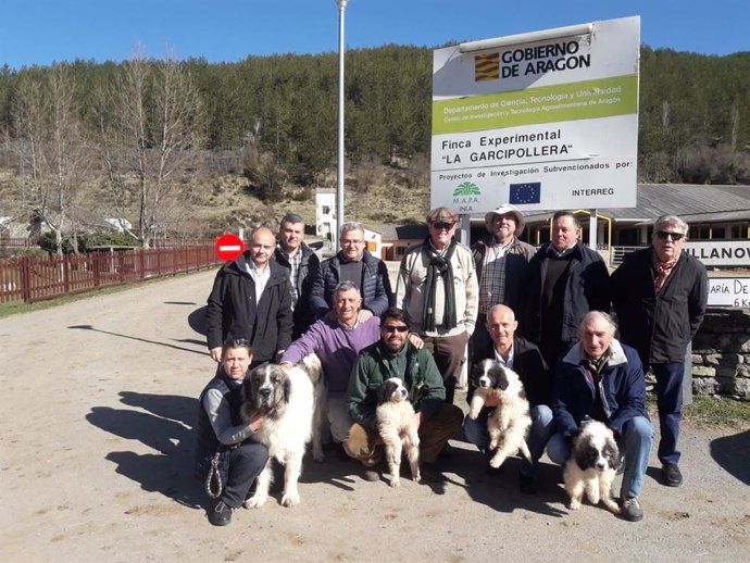 Entrega de los cachorros de Mastín del Pirineo en la Garcipollera.