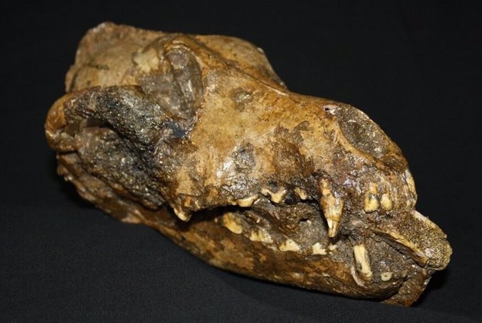 Mandíbula de un cánido parecido a un perro en el Museo de Moravia en la República Checa