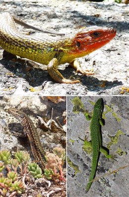 E arriba abajo y de izquierda a derecha: lagartija colilarga, Psammodromus algirus, en Navacerrada (Madrid), lagartija de Geniez, Podarcis virescens, en Fuertescusa (Cuenca) y el lagarto verde occidental, Lacerta bilineata, en Moncayo (Soria).