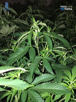 Plantación de marihuana en Palma.