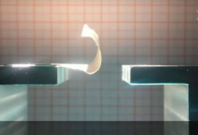 Ala batida por la luz