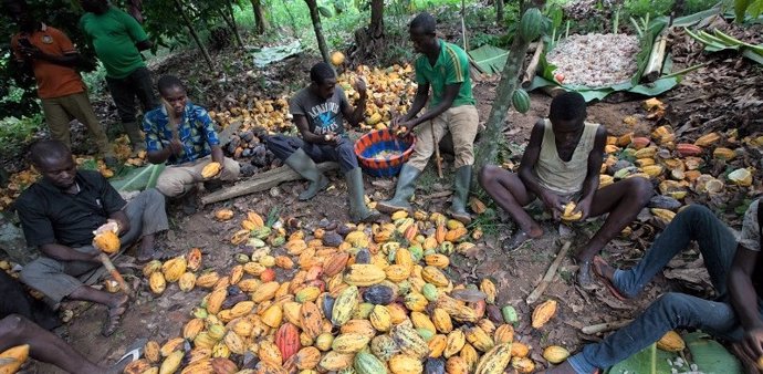 África.- La mayoría de los productores de cacao son pobres ante un mercado globa