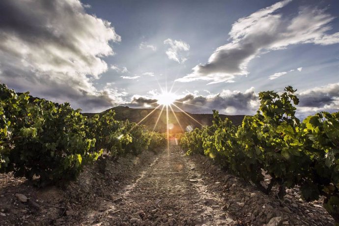 Unión de Uniones estima una campaña de vino con descensos del 20%, con 40 millones de hectolitros en España