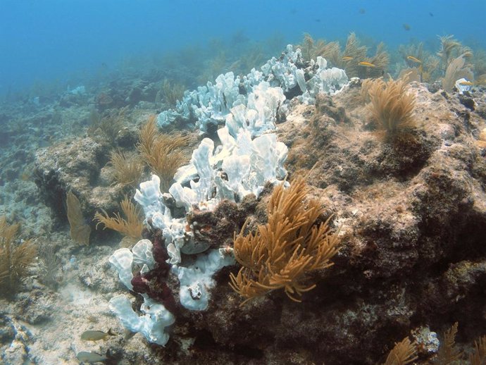 Los arrecifes de coral pueden quedarse sin hábitats adecuados para 2100