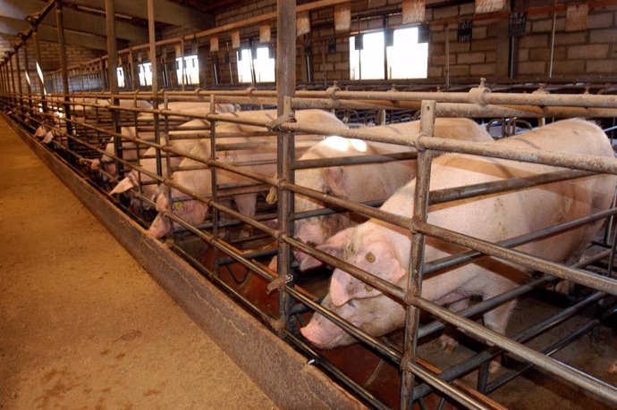 Las ONG piden una moratoria a nuevas explotaciones de ganadería industrial y rec