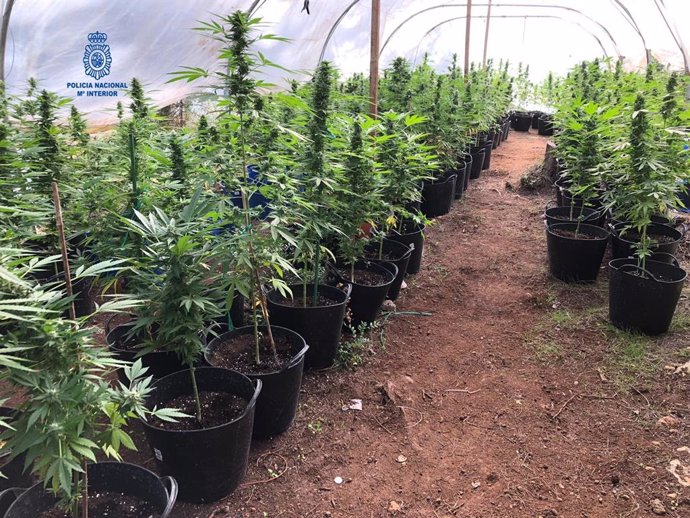 Plantación de marihuana desmantelada por la Policía Nacional en Palma en noviembre.