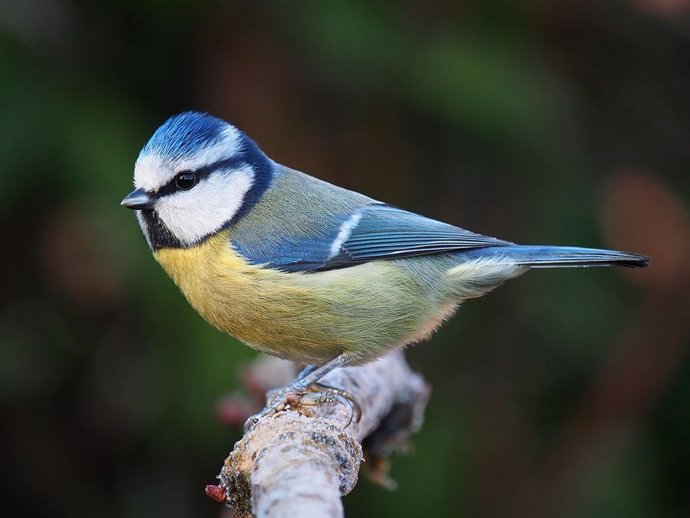 Pájaros aprenden a evitar alimentos no deseables viendo a otros en TV