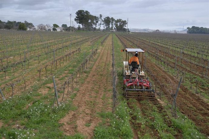 Familia Torres ensaya un tractor eléctrico pionero en Europa para el viñedo
