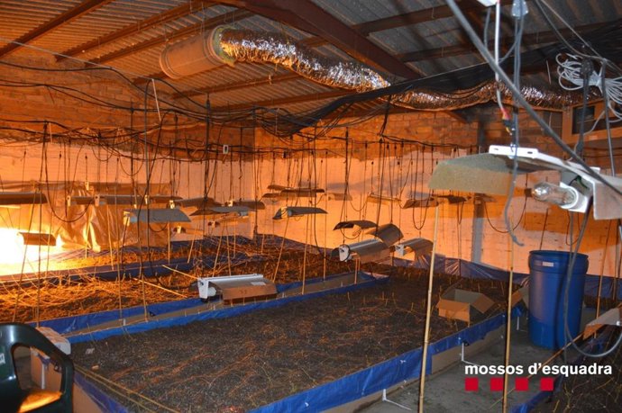 Plantación de marihuana en la Horta de Lleida