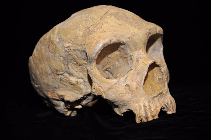 Pruebas de mestizaje entre poblaciones humanas hace 700.000 años 
