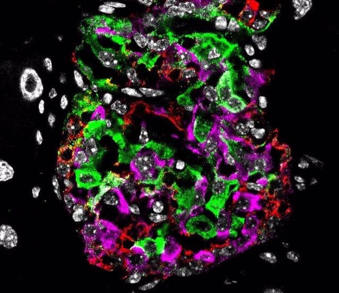 Núcleo celular en blanco, células beta e insulina en verde, células alfa (hormona glucagón) en rojo y células delta (hormona somatostatina) en magenta.