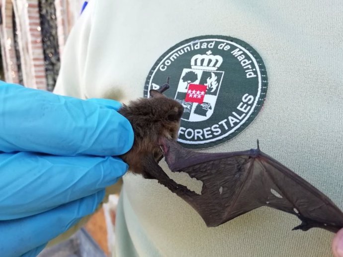 Agentes Forestales de la Comunidad de Madrid rescatan un murciélago herido.