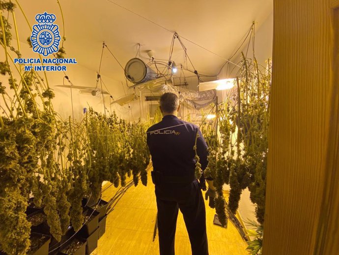 Agente de la Policía Nacional en la plantación de marihuana localizada en El Ejido