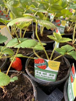 Planta de fresa para medir la calidad del aire